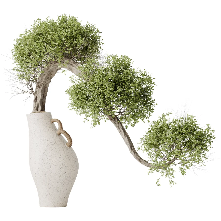 AV Indoor Plants Set 515 Dracaena Warneckii Banana Ficus Microcarpa Bonsai Lemon Tree Image 3