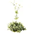 AV Plant Bush Tormentil Potentilla Erecta 02 - Thumbnail 5