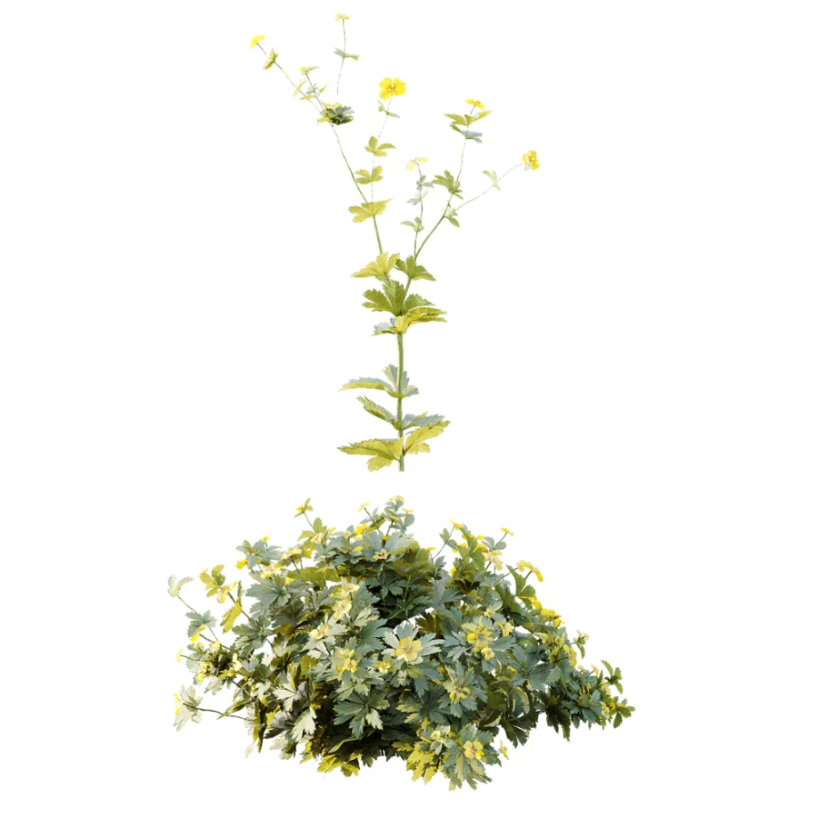 AV Plant Bush Tormentil Potentilla Erecta 02 Image 5