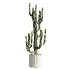 AV Indoor Plants Set 504 Ficus Elastica Olive Ficus lyrata Cactus Euphorbia - Thumbnail 4