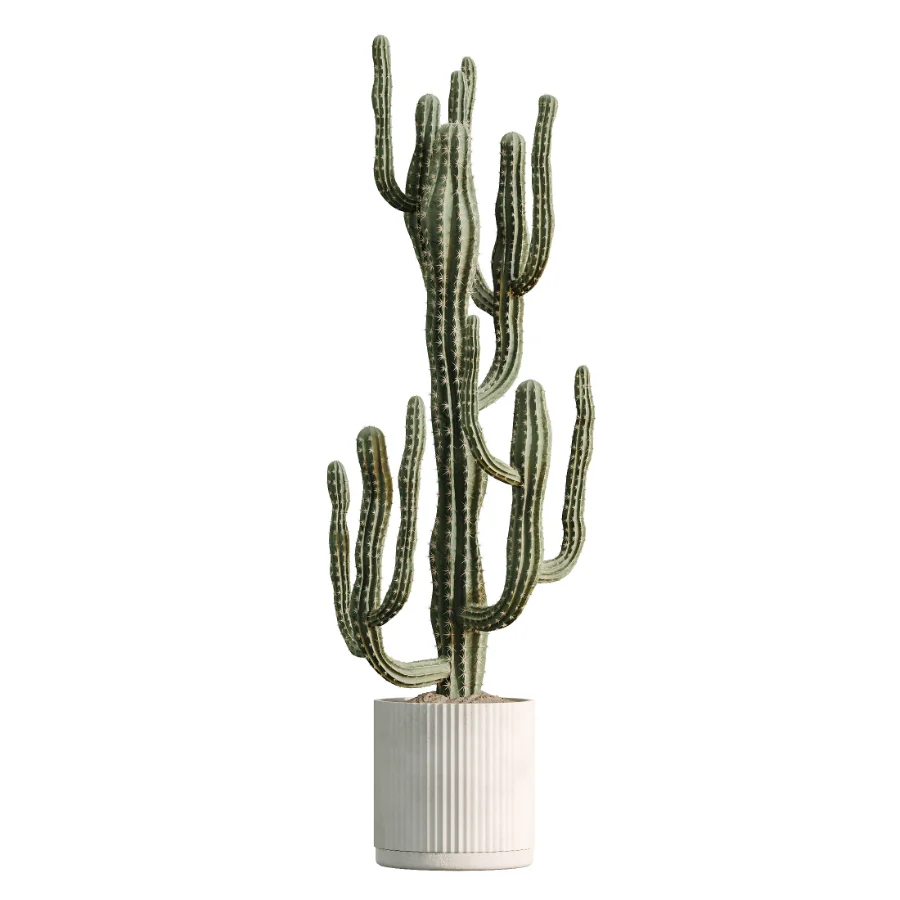 AV Indoor Plants Set 504 Ficus Elastica Olive Ficus lyrata Cactus Euphorbia Image 4
