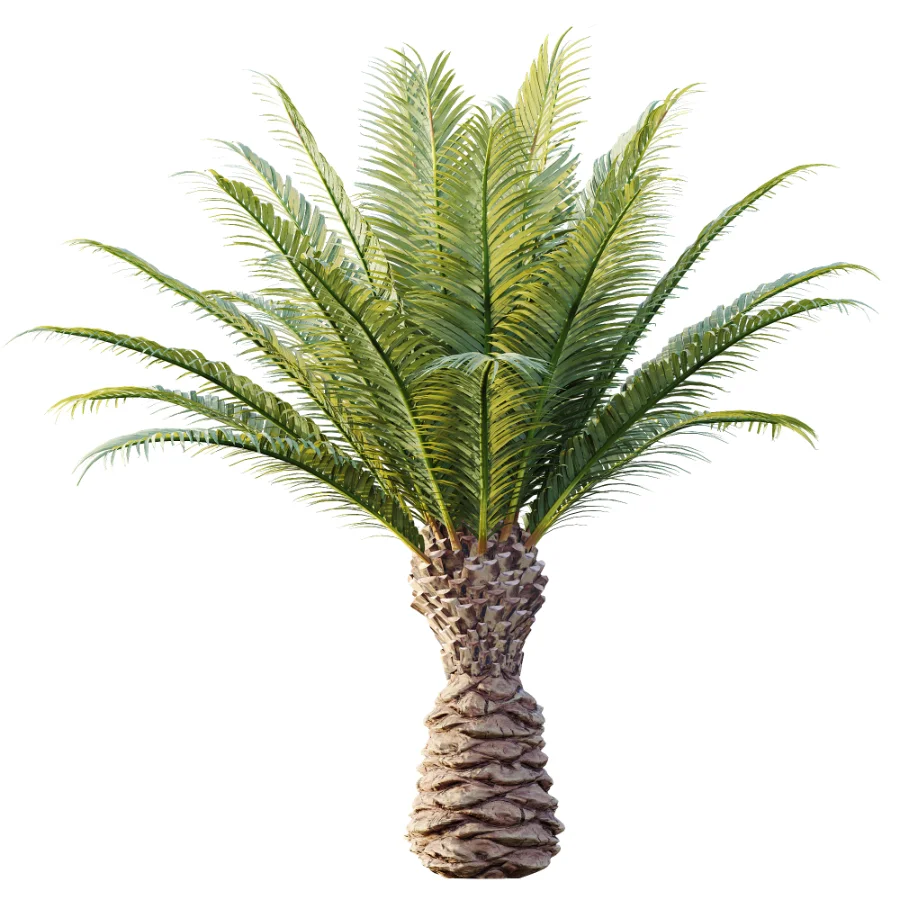 AV Plant Phoenix Canariensis Palm Tree 03 Image 1