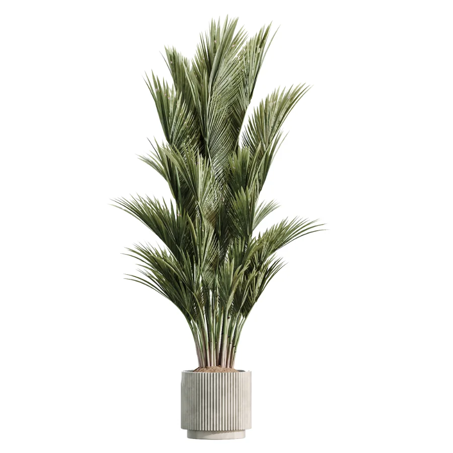 AV Indoor Plants Set 513 Aloe Vera Elegant Monstera Alnus Ficus Areca Palm Image 1