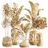 AV Indoor Plants Set514 Olive Banana Yucca Calathea Lutea Zamioculcas Zamiifolia - Thumbnail 7