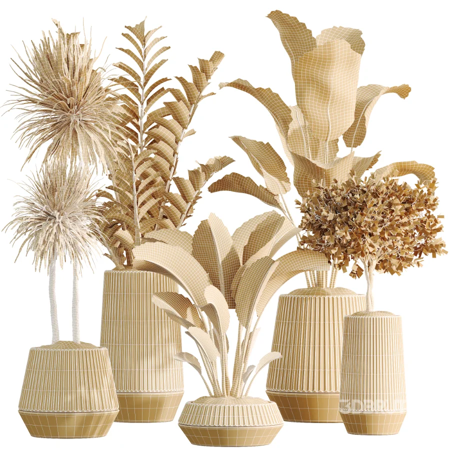 AV Indoor Plants Set514 Olive Banana Yucca Calathea Lutea Zamioculcas Zamiifolia Image 7