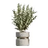 AV Indoor Plants Set 505 Alocasia Elefantenohr Eucalyptus Bouquet Olive Ficus - Thumbnail 5