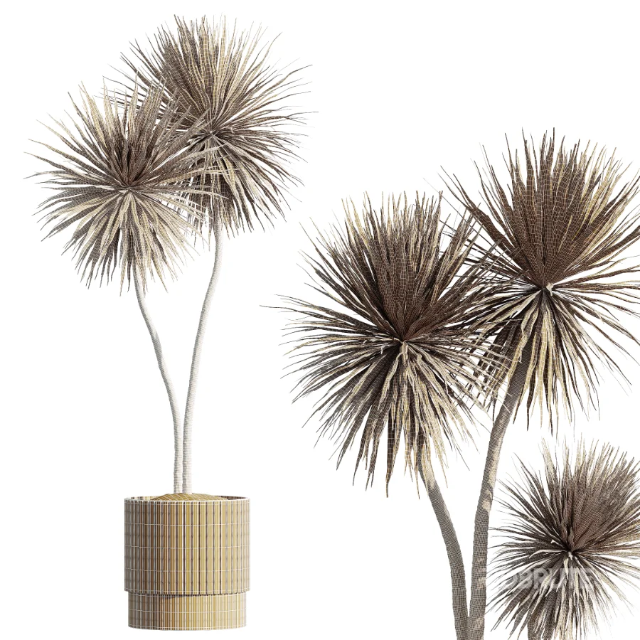 AV Indoor Plants Set 516 Licuala Palm Ficus Marginata Yucca and Olive Ficus Image 7