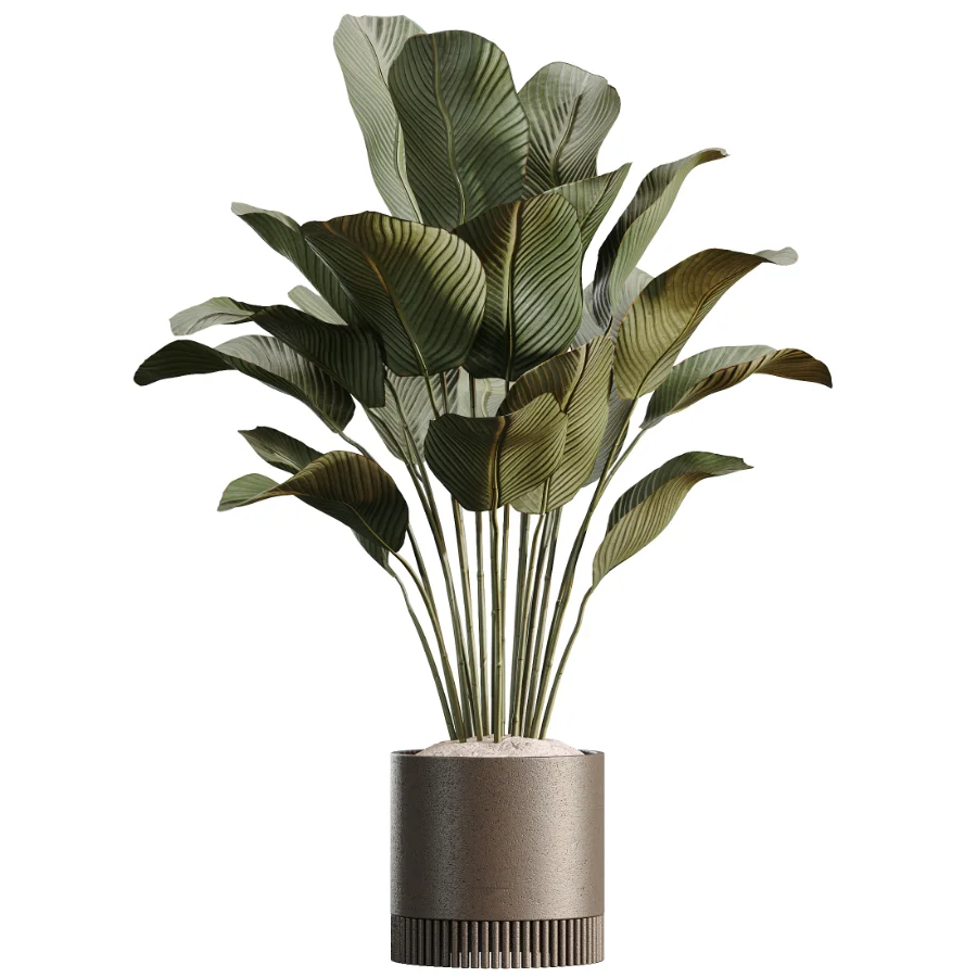 AV Indoor Plants Set 508 Yucca Ficus microcarpa Calathea Lutea Sansevieria Olive Image 5