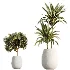AV Indoor Plants Set 515 Dracaena Warneckii Banana Ficus Microcarpa Bonsai Lemon Tree - Thumbnail 7