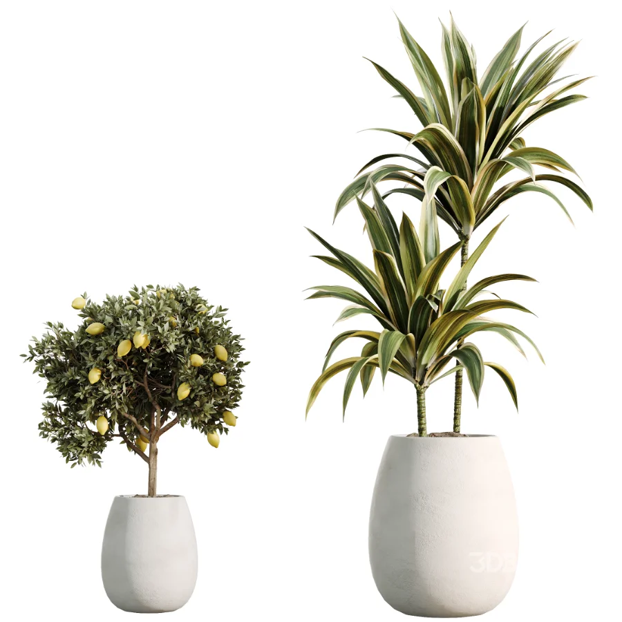 AV Indoor Plants Set 515 Dracaena Warneckii Banana Ficus Microcarpa Bonsai Lemon Tree Image 7