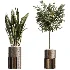 AV Indoor Plants Set 508 Yucca Ficus microcarpa Calathea Lutea Sansevieria Olive - Thumbnail 6
