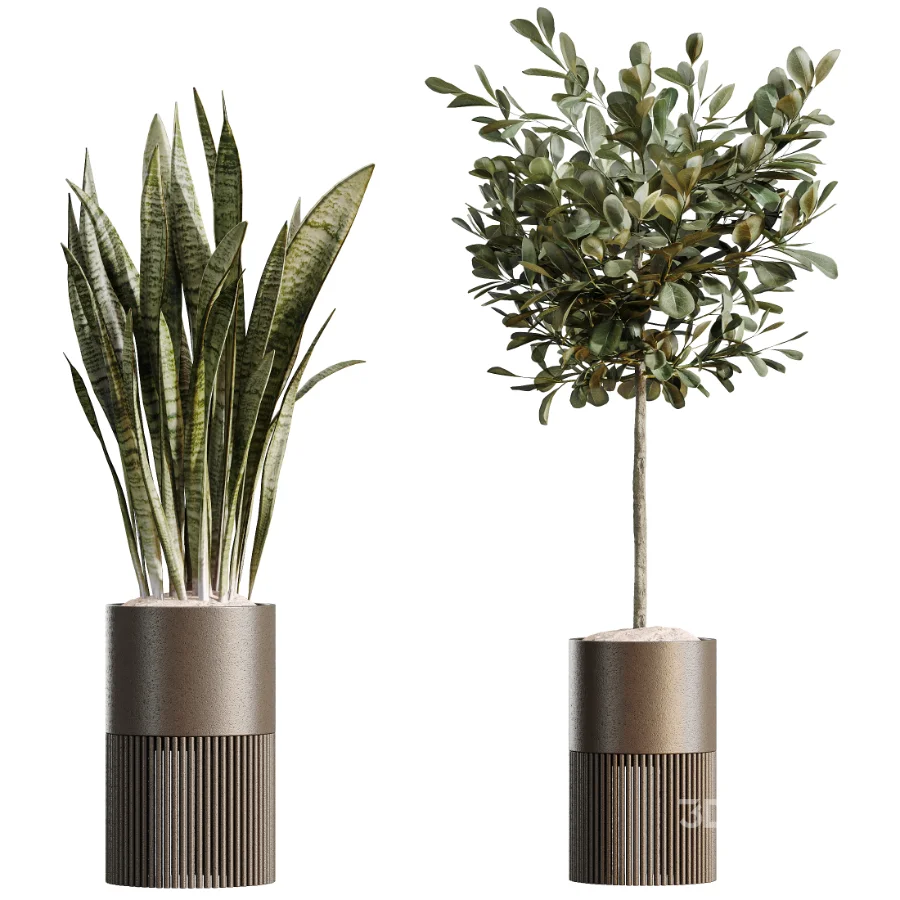 AV Indoor Plants Set 508 Yucca Ficus microcarpa Calathea Lutea Sansevieria Olive Image 6