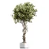 AV Indoor Plants Set 507 Yucca Banana Olive Orange Tree Schefflera Arboricola - Thumbnail 4