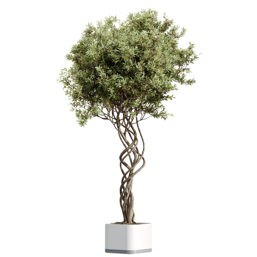 AV Indoor Plants Set 507 Yucca Banana Olive Orange Tree Schefflera Arboricola Image 4