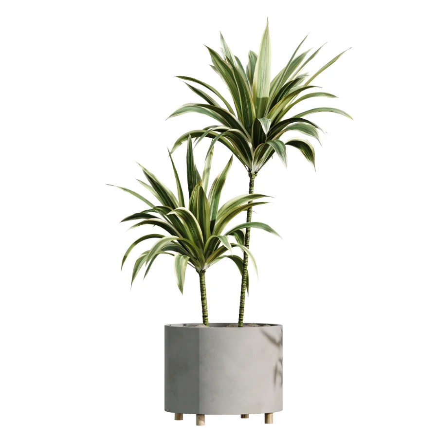 AV Indoor Plants Set 506 Peace Lily Cunjevoi Briful Pachira Warneckii Alnus Image 3