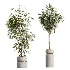 AV Indoor Plants Set 505 Alocasia Elefantenohr Eucalyptus Bouquet Olive Ficus - Thumbnail 7