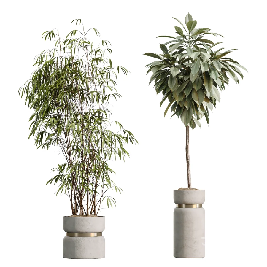 AV Indoor Plants Set 505 Alocasia Elefantenohr Eucalyptus Bouquet Olive Ficus Image 7