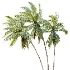 AV Plant Cocos Nucifera Palm Tree 02 - Thumbnail 2