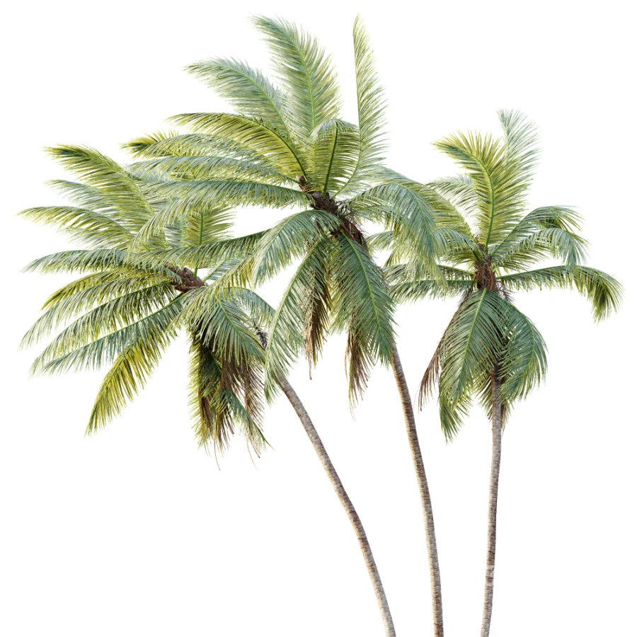 AV Plant Cocos Nucifera Palm Tree 02 Image 2