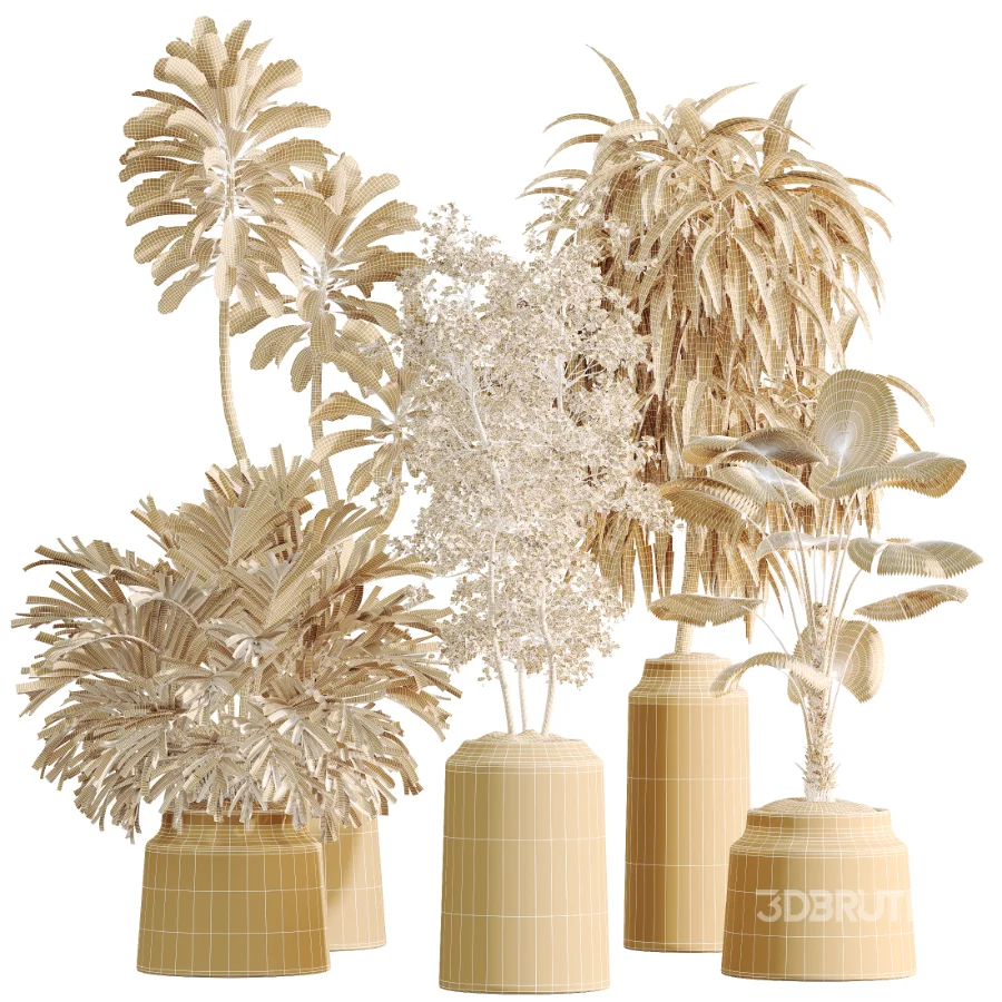 AV Indoor Plants Set 509 Licuala Palm Olive Ficus Binnendijkii Drupifera Areca Palm Image 9