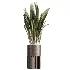 AV Indoor Plants Set 508 Yucca Ficus microcarpa Calathea Lutea Sansevieria Olive - Thumbnail 1