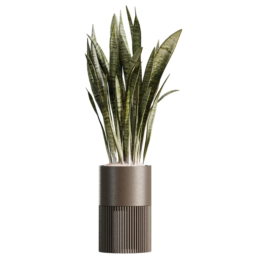 AV Indoor Plants Set 508 Yucca Ficus microcarpa Calathea Lutea Sansevieria Olive Image 1