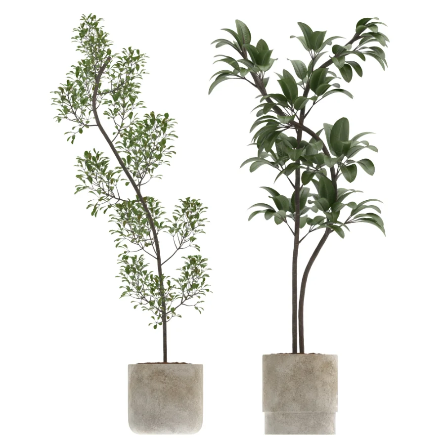 Ficus Benjamina Indoor Plant-set-032 Image 2