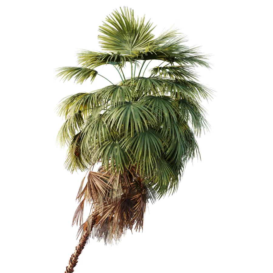 AV Plant Washingtonia Robusta 6 Palm Tree 02 Image 1