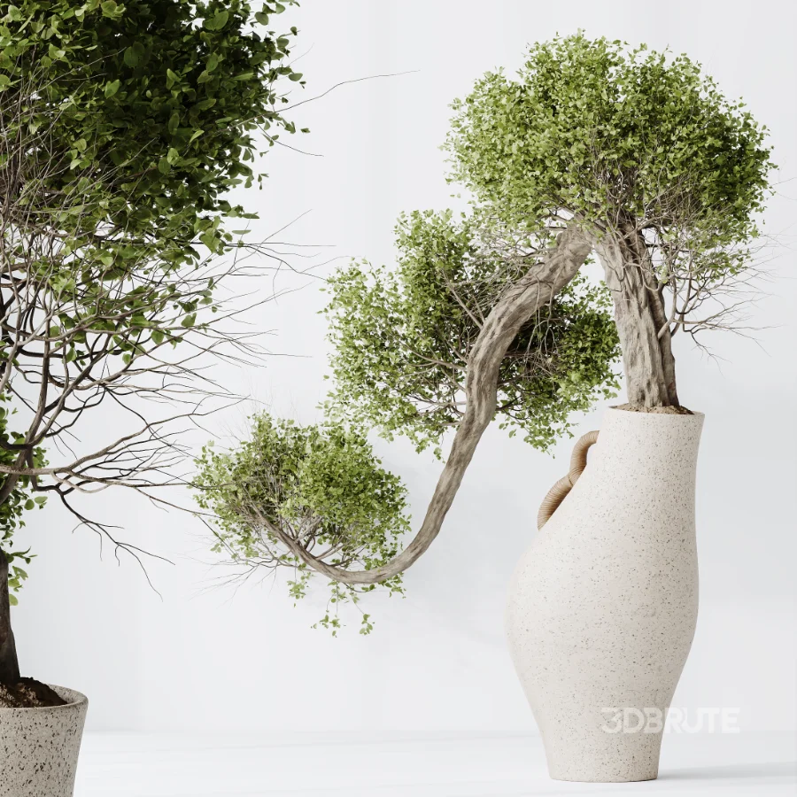 AV Indoor Plants Set 515 Dracaena Warneckii Banana Ficus Microcarpa Bonsai Lemon Tree Image 1