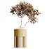 AV Indoor Plants Set 508 Yucca Ficus microcarpa Calathea Lutea Sansevieria Olive - Thumbnail 8