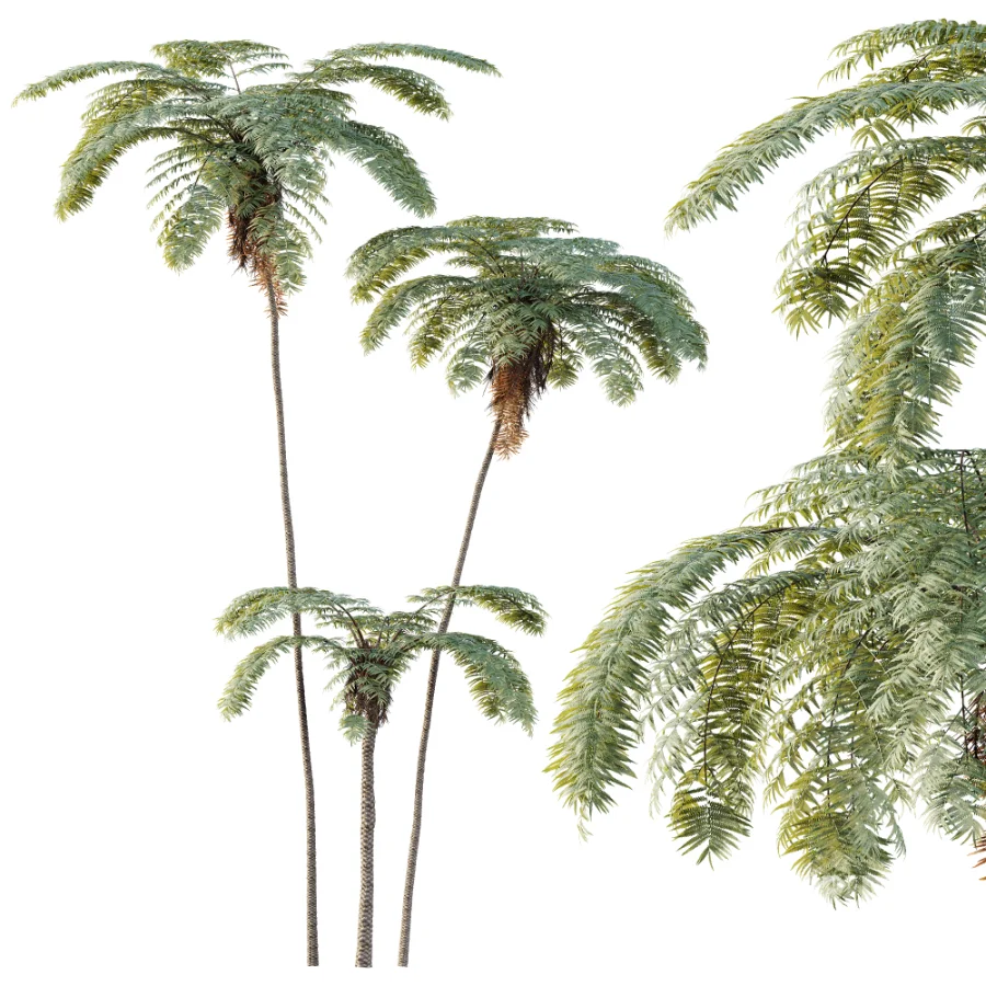 AV Plant Sphaeropteris Lepifera Palm Tree 02 Image 2