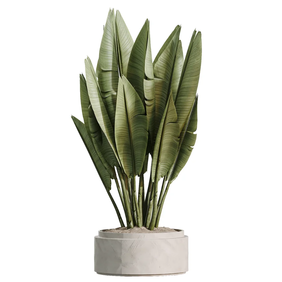AV Indoor Plants Set 510 Yucca Briful Pachira Banana Olive Image 5