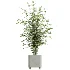 AV Indoor Plants Set 513 Aloe Vera Elegant Monstera Alnus Ficus Areca Palm - Thumbnail 3