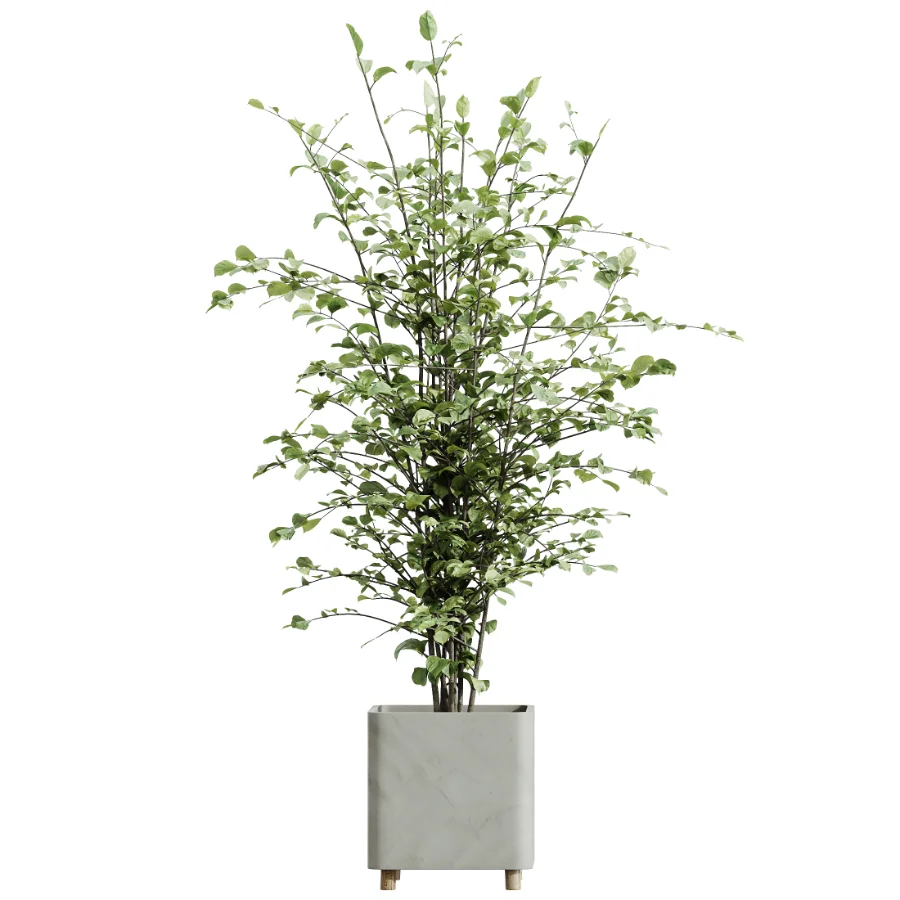 AV Indoor Plants Set 513 Aloe Vera Elegant Monstera Alnus Ficus Areca Palm Image 3
