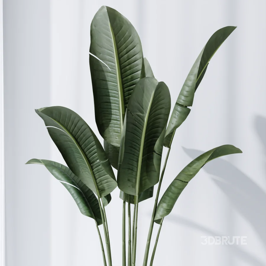 AV Indoor Plants Set 502 Ficus Bird Of Paradise Rhapis Microcarpa Bonsai Image 6