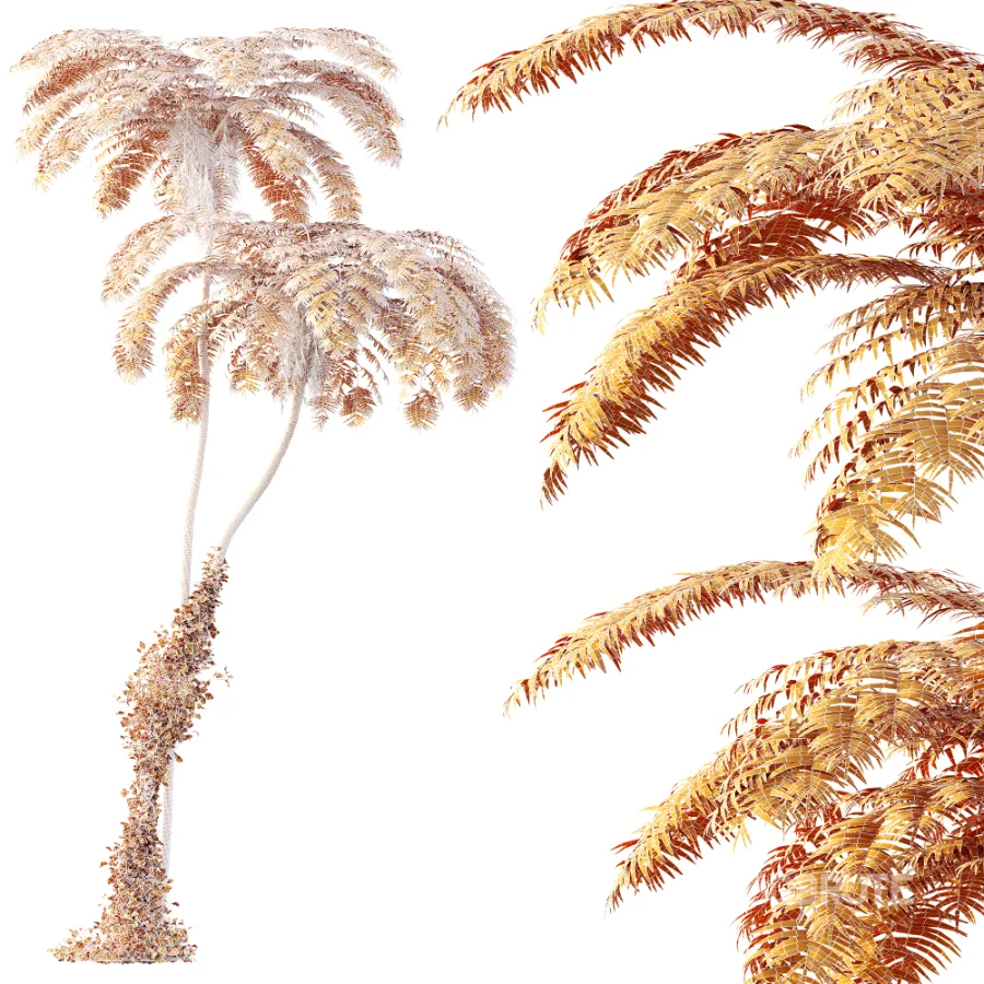 AV Plant Sphaeropteris Lepifera Palm Tree 02 Image 6