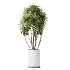 AV Indoor Plants Set 510 Yucca Briful Pachira Banana Olive - Thumbnail 1