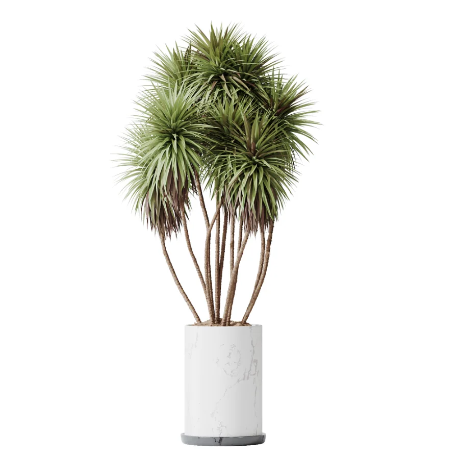AV Indoor Plants Set 510 Yucca Briful Pachira Banana Olive Image 1