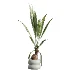 AV Indoor Plants Set 517 Ficus Coconut Palm Ficus Elastica Olive Eucalyptus - Thumbnail 6