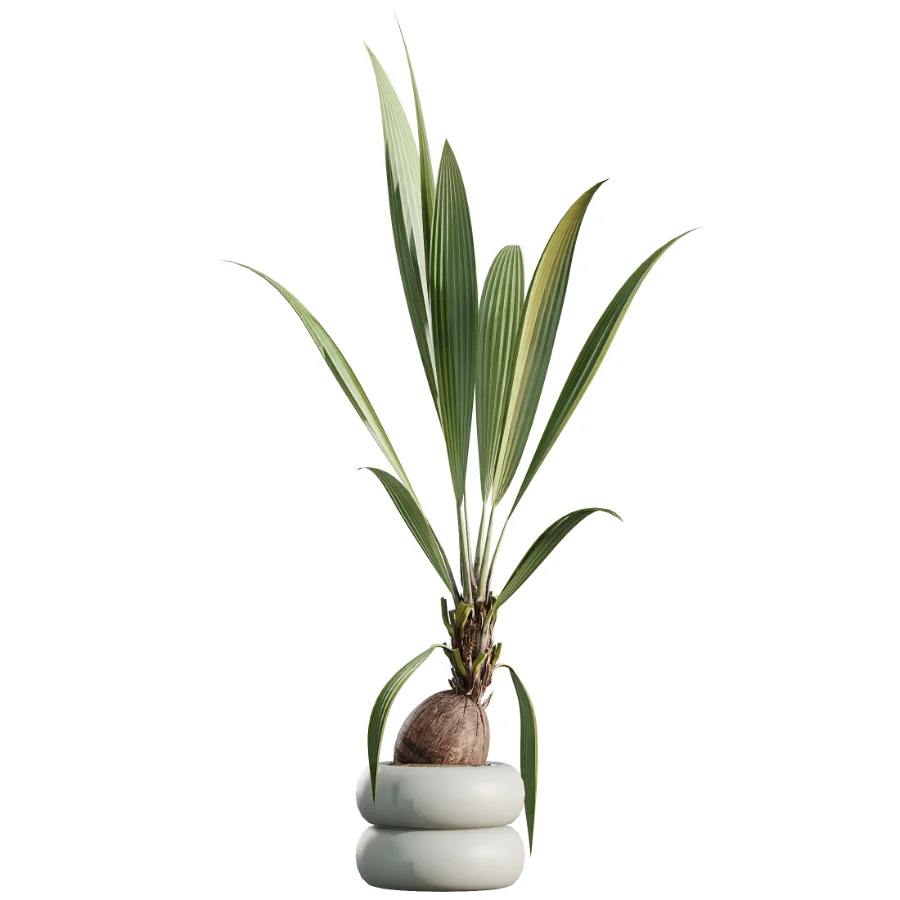 AV Indoor Plants Set 517 Ficus Coconut Palm Ficus Elastica Olive Eucalyptus Image 6