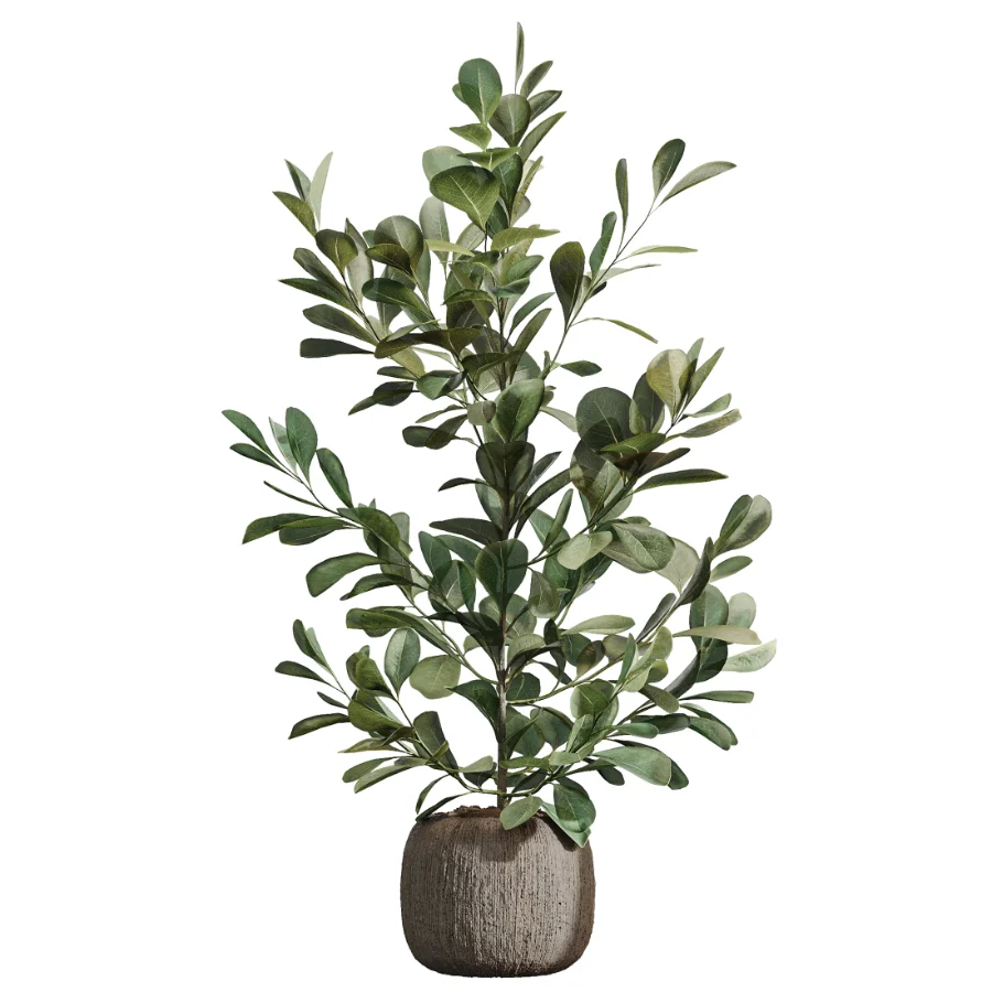 AV Indoor Plants Set 511 Olive Ficus microcarpa Rhapis Palm Giant Monstera Image 4