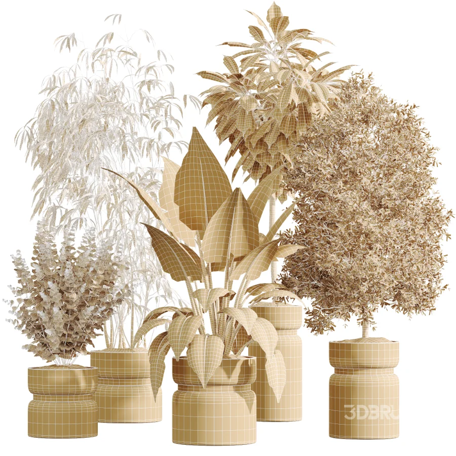 AV Indoor Plants Set 505 Alocasia Elefantenohr Eucalyptus Bouquet Olive Ficus Image 8