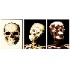 Human Skull set - Thumbnail 2