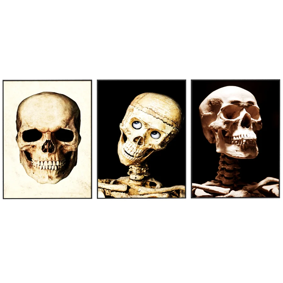 Human Skull set Image 2