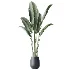AV Indoor Plants Set 502 Ficus Bird Of Paradise Rhapis Microcarpa Bonsai - Thumbnail 3