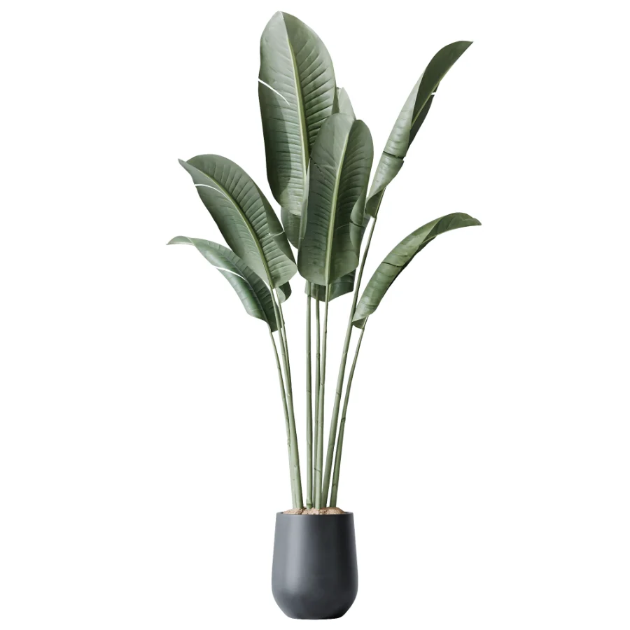 AV Indoor Plants Set 502 Ficus Bird Of Paradise Rhapis Microcarpa Bonsai Image 3