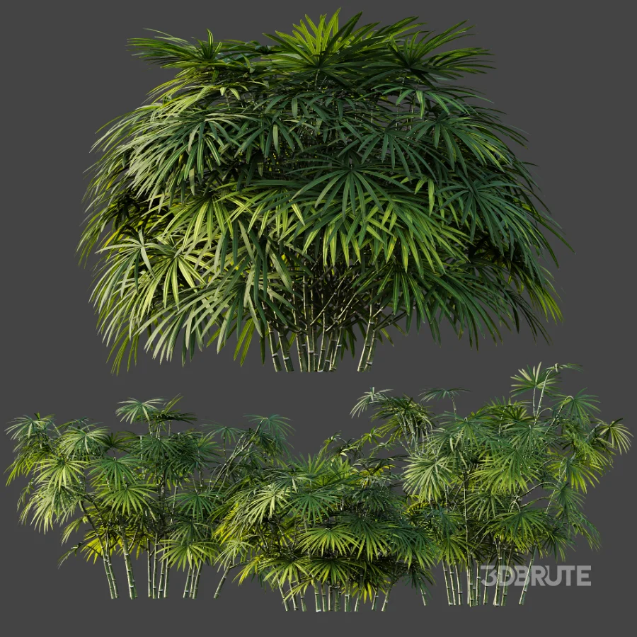 AV Plant Rhapis Excelsa Palm Bush 02 Image 7