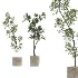 Ficus Benjamina Indoor Plant-set-032 - Thumbnail 3