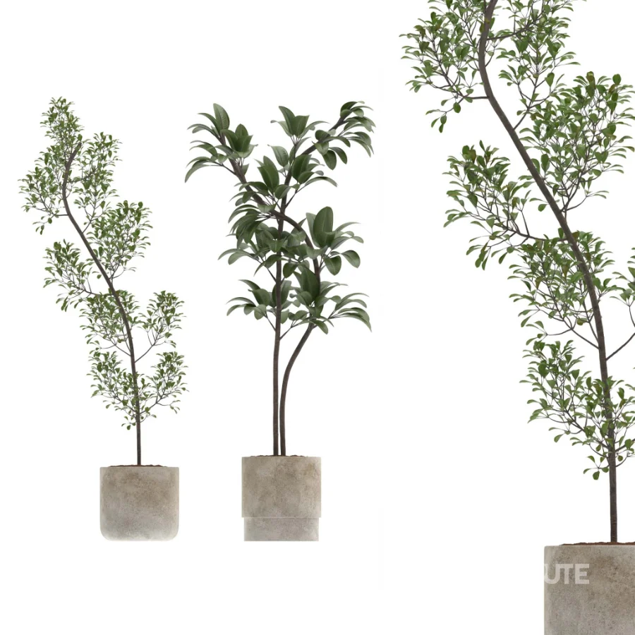 Ficus Benjamina Indoor Plant-set-032 Image 3