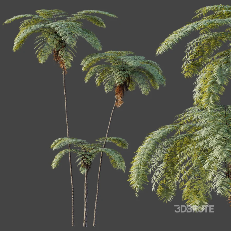 AV Plant Sphaeropteris Lepifera Palm Tree 02 Image 4